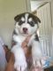 Siberian Husky Puppies for sale in Texas Rd, Marlboro, NJ, USA. price: $700