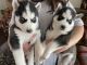 Siberian Husky Puppies for sale in Charlotte, NC, USA. price: $500