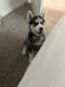 Siberian Husky Puppies for sale in 100 Dream Drive, Wind Gap, PA 18091, USA. price: NA
