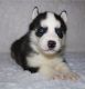 Siberian Husky Puppies for sale in Trodden Path, Lexington, MA 02421, USA. price: NA