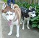 Siberian Husky Puppies for sale in Pittsburgh, PA, USA. price: $1,500