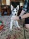 Siberian Husky Puppies for sale in Indiana, PA 15701, USA. price: $850