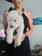 Siberian Husky Puppies for sale in 1318 F St, Fairbury, NE 68352, USA. price: $300