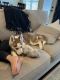 Siberian Husky Puppies for sale in Atascocita, TX, USA. price: $400
