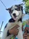 Siberian Husky Puppies for sale in Pilger, NE 68768, USA. price: NA