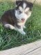 Siberian Husky Puppies for sale in Bacliff, TX 77518, USA. price: NA