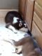 Siberian Husky Puppies for sale in Cleveland Heights, OH, USA. price: $350