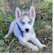 Siberian Husky Puppies for sale in Guysville, OH, USA. price: NA