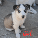 Siberian Husky Puppies for sale in Oakland, CA, USA. price: $750