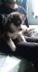 Siberian Husky Puppies for sale in Ponce De Leon, FL 32455, USA. price: $600