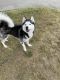 Siberian Husky Puppies for sale in Wallingford, CT 06492, USA. price: NA