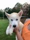 Siberian Husky Puppies for sale in Yadkinville, NC 27055, USA. price: $700