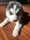 Siberian Husky Puppies for sale in Lakeview, OR 97630, USA. price: NA