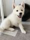 Siberian Husky Puppies for sale in Schaumburg, IL, USA. price: $550