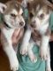 Siberian Husky Puppies for sale in 7870 Culebra Rd, San Antonio, TX 78251, USA. price: $350