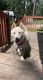 Siberian Husky Puppies for sale in 92 Knott Rd, Newport, WA 99156, USA. price: NA