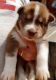 Siberian Husky Puppies for sale in Vale, NC, USA. price: $1,000