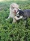 Siberian Husky Puppies for sale in York, NE 68467, USA. price: $600