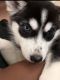 Siberian Husky Puppies for sale in Bakersfield, CA, USA. price: $1,800