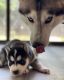 Siberian Husky Puppies for sale in Steger, IL, USA. price: $1,200
