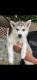 Siberian Husky Puppies for sale in Federal Way, WA, USA. price: $800