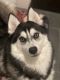 Siberian Husky Puppies for sale in Staten Island, NY, USA. price: NA