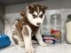 Siberian Husky Puppies for sale in 15041 Jackson St, Midway City, CA 92655, USA. price: $1,000