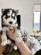 Siberian Husky Puppies for sale in New Brunswick, NJ, USA. price: $1,500