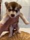 Siberian Husky Puppies for sale in 3 Fowler St, Hagaman, NY 12086, USA. price: $1,700