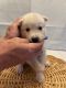 Siberian Husky Puppies for sale in 3 Fowler St, Hagaman, NY 12086, USA. price: NA