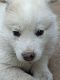 Siberian Husky Puppies for sale in Fish Lake, IN 46574, USA. price: $400