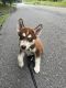 Siberian Husky Puppies for sale in Freeland, PA 18224, USA. price: $400