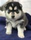 Siberian Husky Puppies for sale in Texas Rd, Marlboro, NJ, USA. price: $600