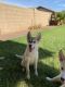 Siberian Husky Puppies for sale in Phoenix, AZ, USA. price: $250