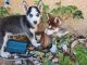 Siberian Husky Puppies for sale in Rio Rancho, NM, USA. price: NA