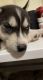 Siberian Husky Puppies for sale in Burleson, TX, USA. price: NA