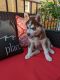 Siberian Husky Puppies for sale in Pittsburgh, PA, USA. price: $1,200