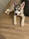 Siberian Husky Puppies for sale in Charlotte, NC 28278, USA. price: $600