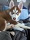 Siberian Husky Puppies for sale in Pittsburgh, PA, USA. price: $1,000