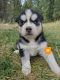 Siberian Husky Puppies for sale in Missoula, MT, USA. price: $1,000