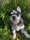 Siberian Husky Puppies for sale in Canyon Lake, CA 92587, USA. price: $850