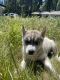 Siberian Husky Puppies for sale in Black Diamond, WA 98010, USA. price: NA