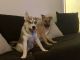 Siberian Husky Puppies for sale in Crestview, FL, USA. price: $250