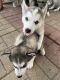 Siberian Husky Puppies for sale in Calumet Park, IL, USA. price: NA
