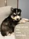 Siberian Husky Puppies for sale in McKinney, TX 75070, USA. price: NA