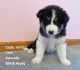 Siberian Husky Puppies for sale in McKinney, TX 75070, USA. price: NA