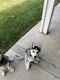 Siberian Husky Puppies for sale in 1030 S Clifford Ave, Rialto, CA 92376, USA. price: NA