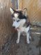 Siberian Husky Puppies for sale in 22661 Anoka Rd, Apple Valley, CA 92308, USA. price: $350