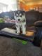 Siberian Husky Puppies for sale in Las Vegas, NV, USA. price: $500
