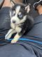 Siberian Husky Puppies for sale in Park Forest, IL, USA. price: NA